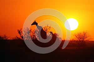 The female of South African giraffe or Cape giraffe Giraffa camelopardalis giraffa with young one in sunset with orange and