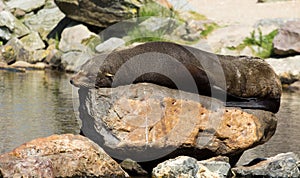 Female South American Fur Seal resting