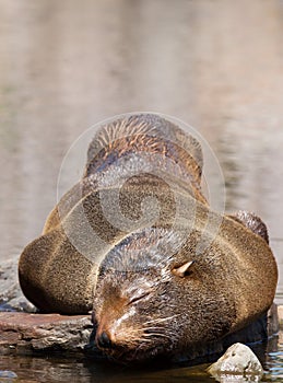 Female South American Fur Seal resting