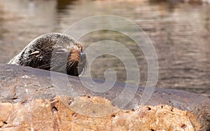 Female South American Fur Seal resting