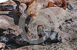 A female South American sea lion with her pups. The Loberia viewpoint in Puerto Piramides in Peninsula Valdes, a nature reserve in photo