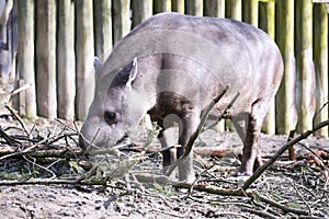 Female South American tapir, Tapirus terrestris,