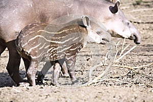 Female South American tapir, Tapirus terrestris, with a baby