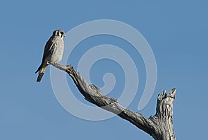 Female Southeastern American kestrel Falco sparverius perched