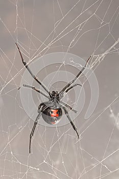 Female southern black widow spider