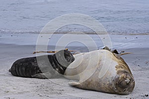 Female Southern Elephant Seal suckling her pup in the Falkland Islands