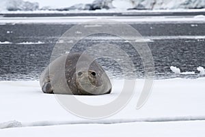 female southern elephant seal which lies on an ice float floating along the strait near the Antarctic Peninsula