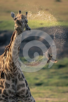 Female southern giraffe dribbles water over bird