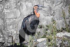 Female southern ground hornbill with open bill