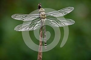 Female Southern Hawker Dragonfly