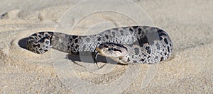 Female southern hognose snake in Florida