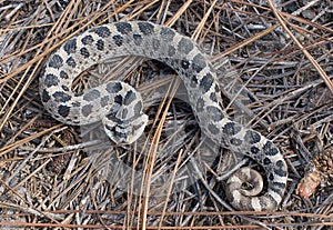 Female Southern hognose snake heterodon simus on pine needles in central Florida sandhills