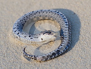 female Southern hognose snake (Heterodon Simus) waking up after playing dead in sandhills of Florida