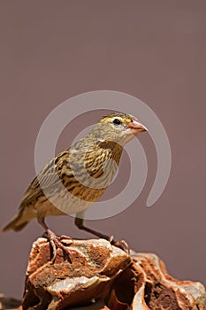 Female Southern Red Bishop perched on rock