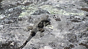 Female Southern Rock Agama Lizard