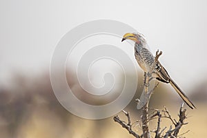 Female Southern Yellow-Billed Hornbill