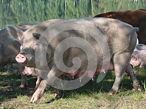 Eine Frau säen ein Schwein 