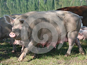 Una mujer para sembrar un cerdo 