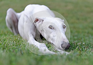 Female Spanish Galgo dog