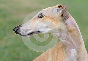 Female Spanish Galgo dog