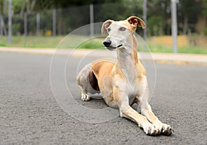 Female Spanish Galgo dog
