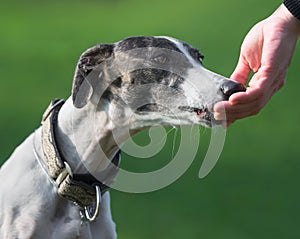 Female spanish greyhound