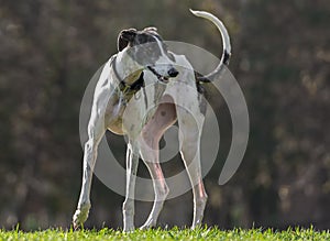 Female spanish greyhound