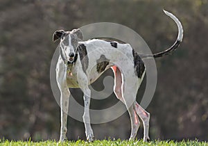 Female spanish greyhound