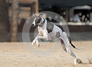 Female spanish greyhound