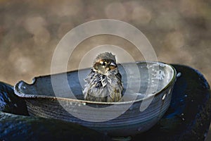 A female Spanish sparrow Passer hispaniolensis taking a bath in a ceramic bowl. Lanzarote, Canary Islands, Spain