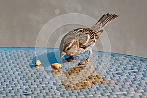 Female Spanish Sparrow, passer hispaniolensis, trying to eat a peanut, Fuerteventura, Canary Islands