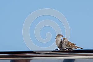 Female Spanish Sparrow, passer hispaniolensis, with young fledgling, Fuerteventura, Canary Islands, Spain