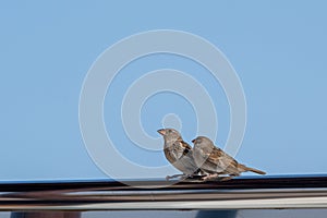Female Spanish Sparrow, passer hispaniolensis, with young fledgling, Fuerteventura, Canary Islands, Spain