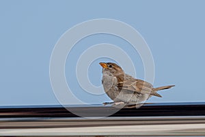 Female Spanish Sparrow, passer hispaniolensis, with young fledgling, Fuerteventura, Canary Islands, Spain