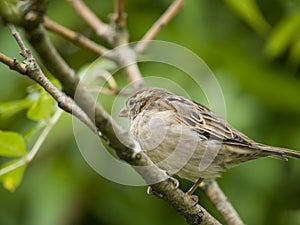Female sparrow