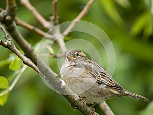 Female sparrow