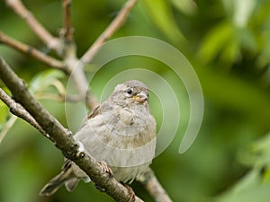 Female sparrow