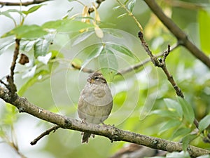 Female sparrow