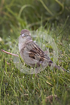 Female Sparrow