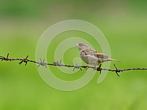 Female sparrow on barbed wire.