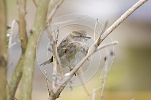 Female sparrow on bare tree