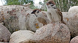 A female sparrow feeds her chick mouth to mouth on a rock. Caring for offspring