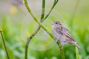 Female sparrow on a flower stem