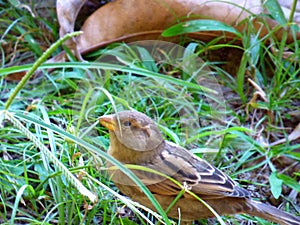 Female sparrow among the grass