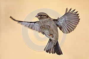 Female Sparrow, Passer domesticus, in flight with spread wings