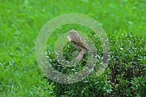 A female sparrow perched on a bush.