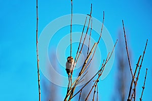 Female Sparrow perched on tree branche