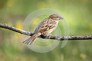 A female sparrow sat on a tree branch