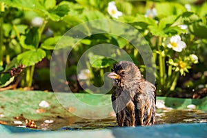 Female sparrow taking a bath in water