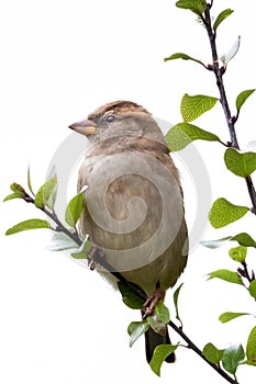 Female sparrow in a tree